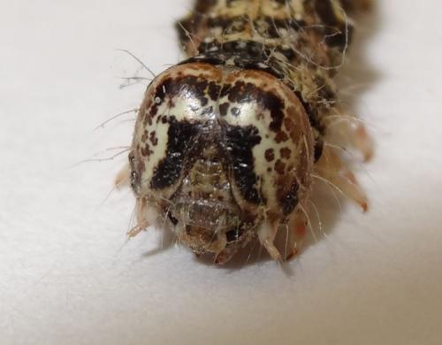 Réf. 216 242 : Allophyes oxyacanthae